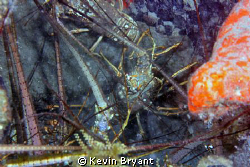 Like a Brooklyn rooftop.  Mystery reef at BHB. by Kevin Bryant 